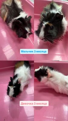 Срочно продаются за символическую цену