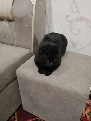 Сотилади Мушуклар Тигуш ва Малыш Британская короткошёрстная