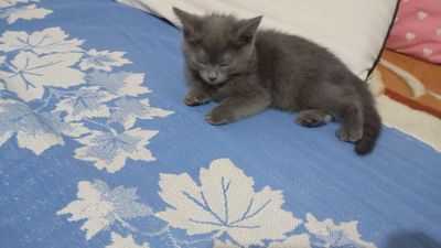 Скотиш Страйт сотилади, Срочно