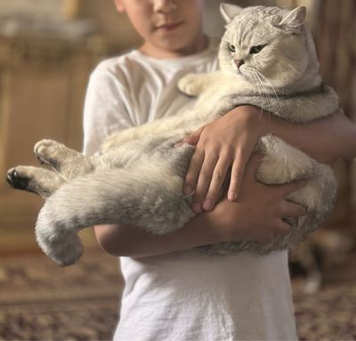Britanskiy shinshila tozza qon