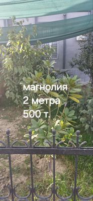 Могнолия дарахт сотилвотти