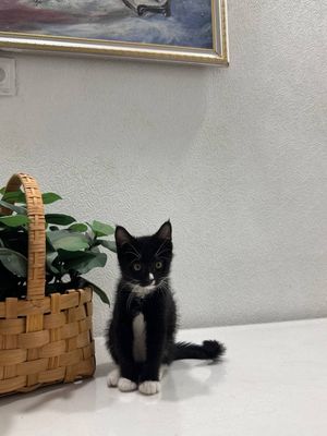 Отдаются котята в хорошие руки приученные к лотку