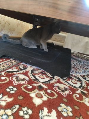 Koshka mushu birtanski 3 yosh aqli mushu erkak