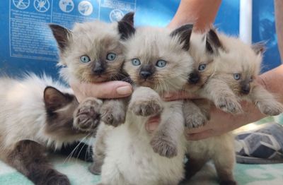 Продаются Сиамские котята