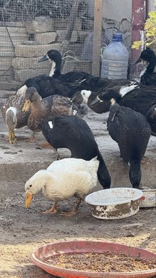O’rdak 3 oyliq sog’lom