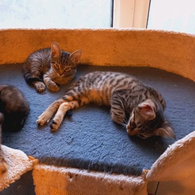 Котята.Коты и кошки.