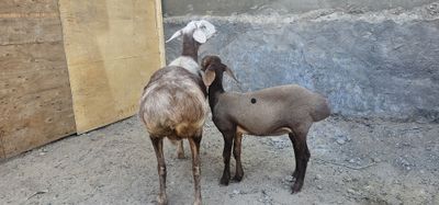 Ona bola bolasi urgochi