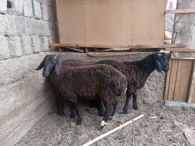 Qochqor qoy koy кочкорлар