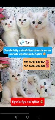 Shinshilalar sotiladi qoni toza