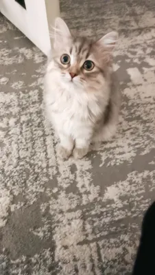 Кизбола мушукча яхши кулларга берилади