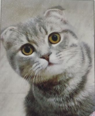 потерялась кошка вислоухая, в Чиланзар 3