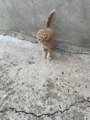 Mushu bolari sotiladi