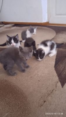 Отдам котят бесплатно