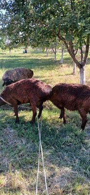Курбонлик учун Кучкорлар