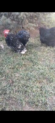 Karlik kox tuxumlari sotiladi