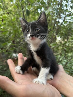 Отдам в добрые руки двух котят Ище