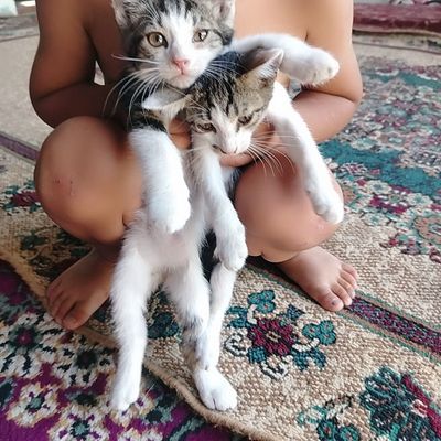 Мушукчалар сотилади