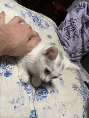 Отдам котенка в хорошие добрые руки