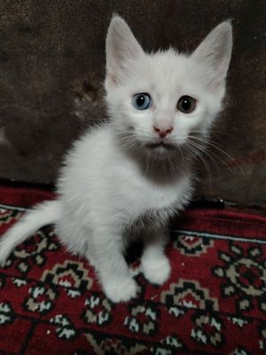 Turetskiy angora