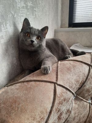 Skotish strayt mushuklari