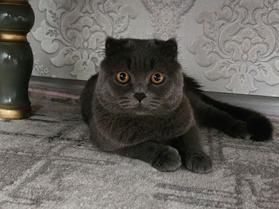 Нар таёр мушук сотилади скот шфолд