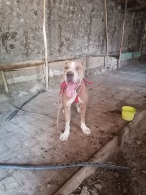 Alabay bn pitbul qo‘shilgani gibrit kuchuk sotiladi