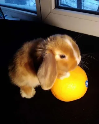 Karlik baran satin zoti