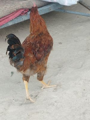 xoʻrozlar nnnnnn