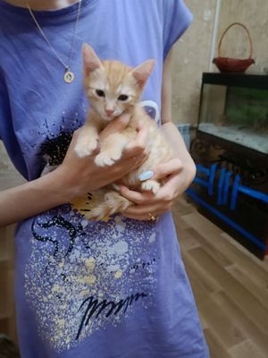 Котёнок мальчик 2,5 месяцев