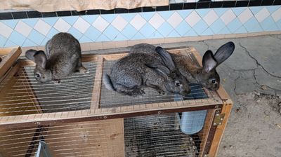 Куйонлар сотилади