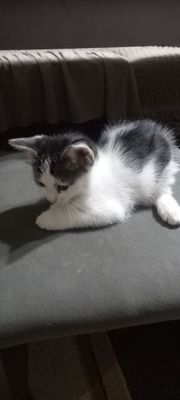 Котята бесплатно даром