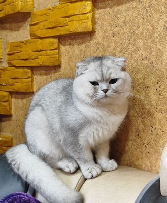 вязка скоттиш фолд