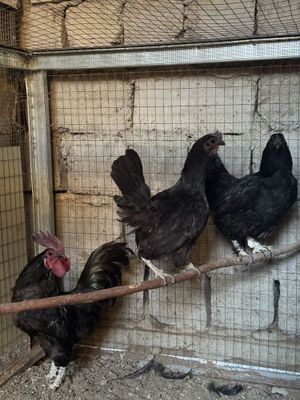 Uxeyul va ayam semani tovuq xo’rozlar sotiladi