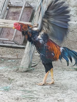 Срочно соғлом хўроз сотаман