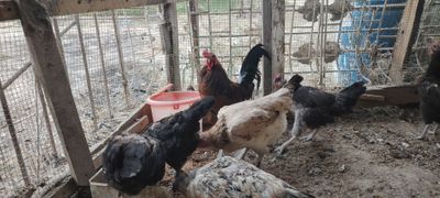 Продам домашних кур, петуха, индюков