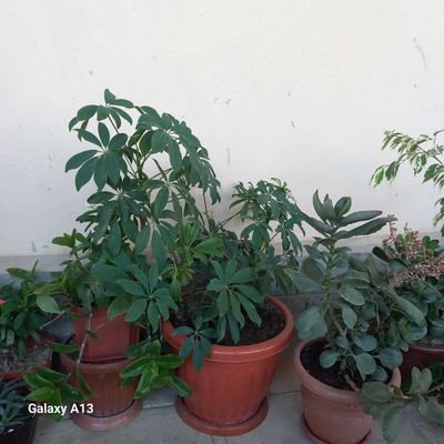 Продается цветы в горшках