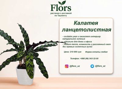 Цветы для дома и офиса - растение - Калатея ланцетолистная