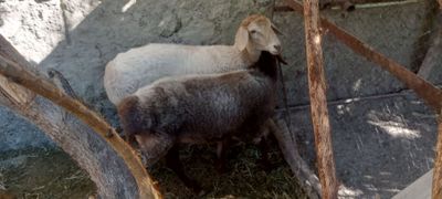 Baralar sotiladi ikkovi ham moda egizak hali tugmagan