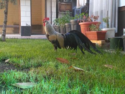 Продается куры породы Феникс