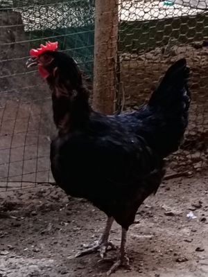 Tovuqlar sotiladi