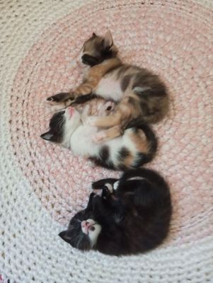 Отдаю котят хорошим людям.