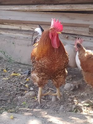 Продается домашний петух