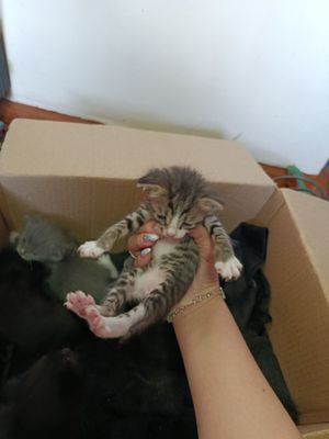 Отдам котят в добрые руки