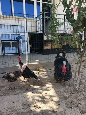 3 Kurka. 1 Erkak va 2 Urgʻochi.