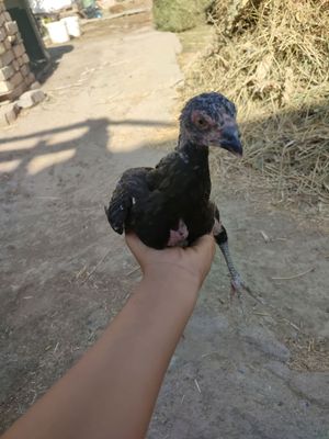 kulangi