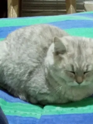 Майса мушук дамашний