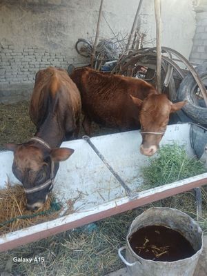 Bukkachalar sotiladi yeb ichishi zur