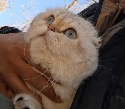 Jinsi qiz yoshi 2 yosh pasport bor soğliği alo manzil toshkent sergeli