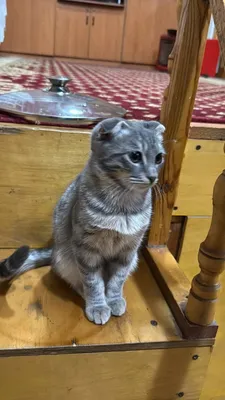 Skotish fold zotdor mushuk