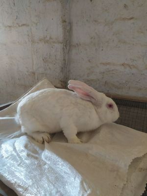 Куён сотилади. Продам кроликов самсов.